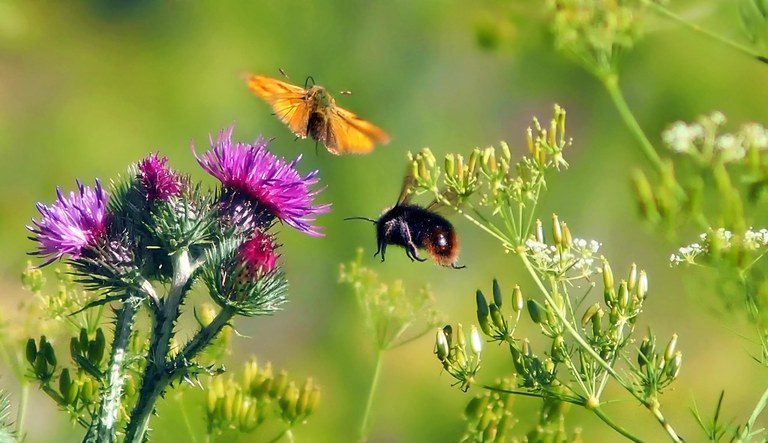 May 22: World Biodiversity Day
