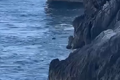 Monk Seal: Two Sightings in a Few Days