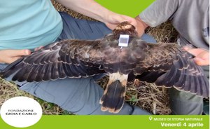Montagu’s harrier in Maremma