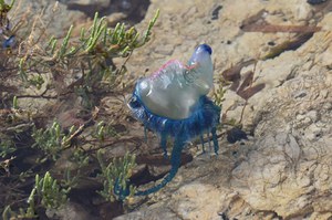 New sighting of a Portuguese man o’ war (Physalia physalis) in Favignana