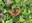 Observe and Report Biodiversity Around You – Even While on Holiday!