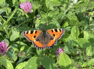 Observe and Report Biodiversity Around You – Even While on Holiday!