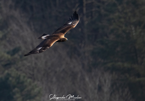 On the wings of conservation: satellite monitoring of Isidoro for the future of the Golden Eagle