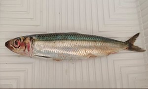Over 100 Golani Sardines Caught off Lampedusa