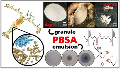 Plankton secret: Copepods and fungi capable of degrading bioplastics under natural conditions