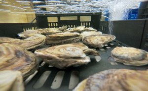 PNRR WED. The restoration of one of the most threatened marine environments in Europe: flat oyster habitats