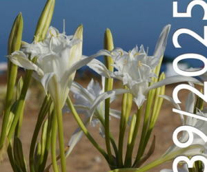 Publication of RETICULA n. 39/2025