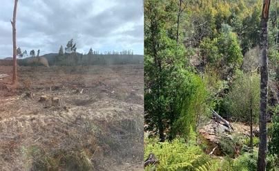 Restoration Nature between Sustainability and Economy — English