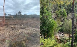 Restoration Nature between Sustainability and Economy