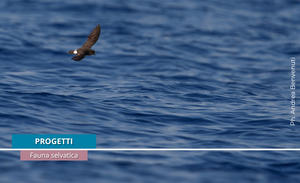 SEAGHOSTS: The European project uncovering the secret lives of storm petrels is underway