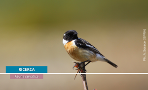 Silent Plains: 2025 data released on bird populations associated with agricultural environments