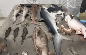 The Barcelona Convention: ISPRA at the practical training course for the conservation of cartilaginous fish of the Adriatic Sea and beyond