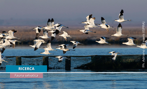 The census of overwintering waterbirds celebrates its first 60 years