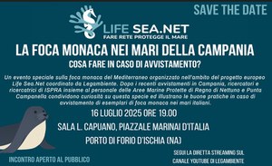 The monk seal in the seas of Campania