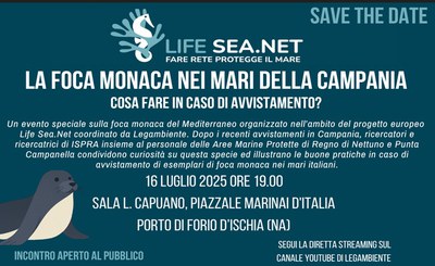 The monk seal in the seas of Campania