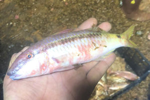 The Red Sea mullet has established itself in Lampedusa