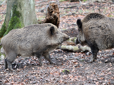 The results of the ISPRA national survey on the management of wild boar in  Italy in the period 2015-2021 were presented at a Confagricoltura event —  English