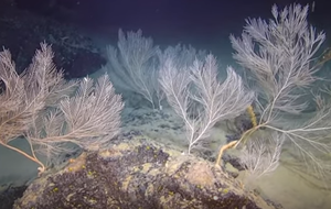 Undersea mountains: treasure troves of biodiversity and natural laboratories for geological research.