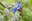 Who protects pollinators in Italy? First meeting of the LIFE PolliNetwork National Stakeholder Platform