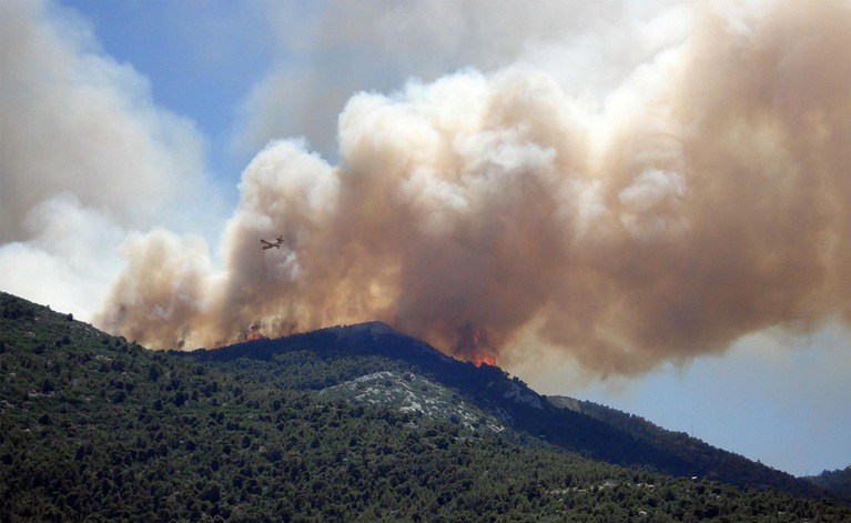 Wildfires Leave Their Mark on Forest Ecosystems