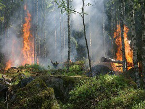 Wildfires on the Rise in 2025: More Investment in Prevention Needed