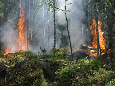 Wildfires on the Rise in 2025: More Investment in Prevention Needed