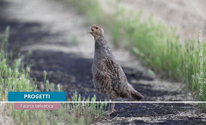 Will the Italian Grey Partridge Fly Again in the Mezzano Valley?