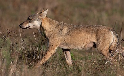 Wolf, ISPRA and SNPA President Gallone: “An alliance is urgently needed to stop illegality and conflicts”