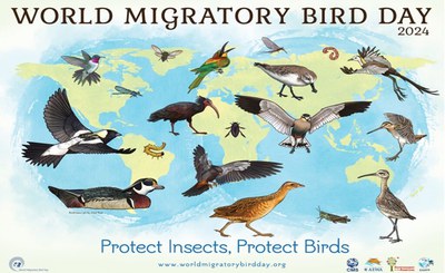World Migration Bird Day 2024