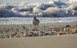 World Migratory Bird Day 2025