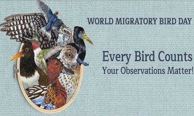 World Migratory Bird Day 2026