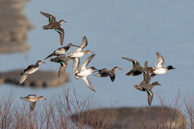 World Migratory Bird Day: “Every Sighting Counts”