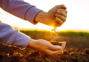 World Soil Day: New Horizons