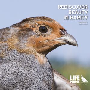Rediscover beauty in rarity