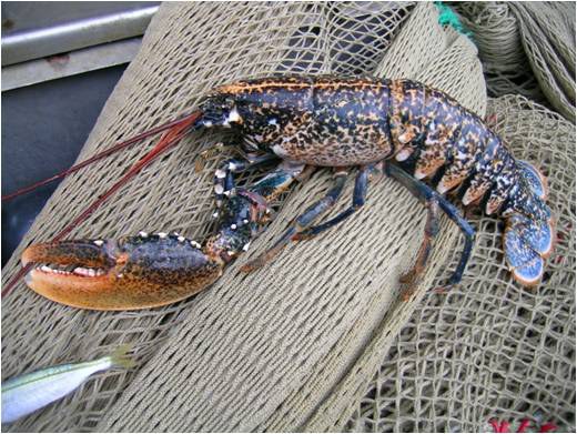 Homarus gammarus