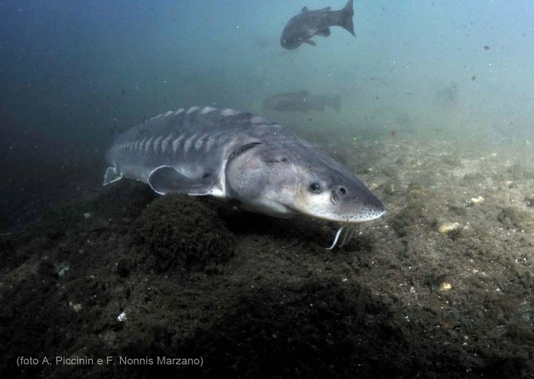 Agnati e Osteitti (Storione cobice)