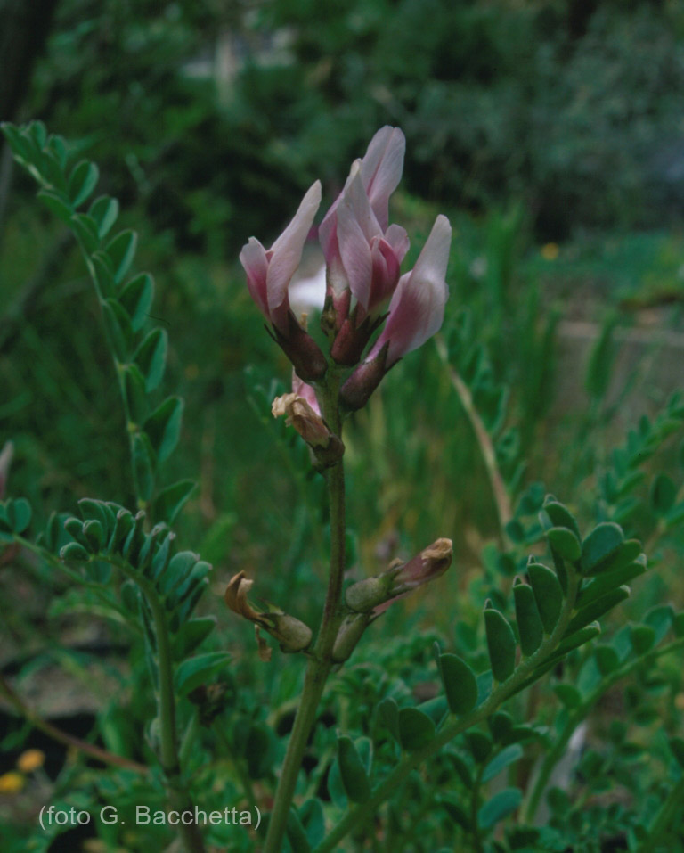 Astragalus maritimus