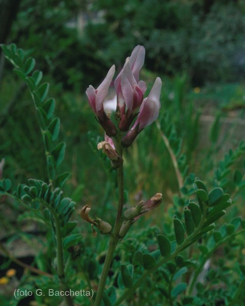 Astragalus maritimus