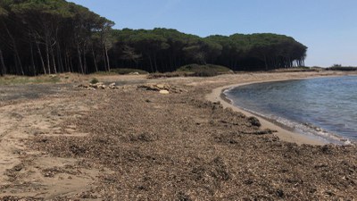 Posidonia spiaggiata (Tarquinia)