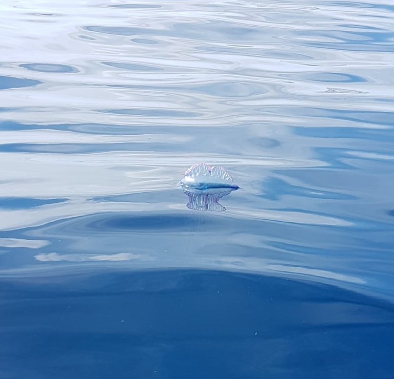 Caravella portoghese 1.jpeg Caravella portoghese 1.jpeg