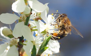 bee-on-cherry-blossom-g32c5bdb60_640.jpg