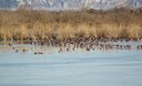 1_aquatic birds-p.jpg
