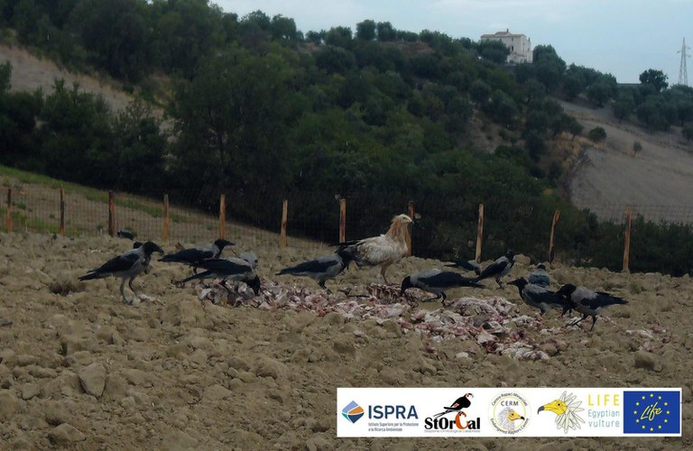 Capovaccaio subadulto in una stazione di alimentazione per uccelli necrofagi attivati nel corso del progetto LIFE in Calabria (Foto ISPRA/StOrCal).