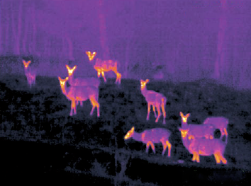 Foto B Franzetti_cervo all'infrarosso.png