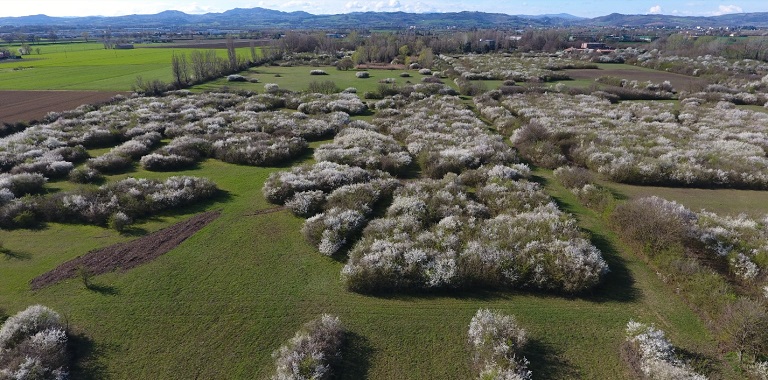 foto matteo mioli.jpg