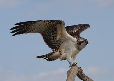 Falco pescatore Foto Flavio Monti