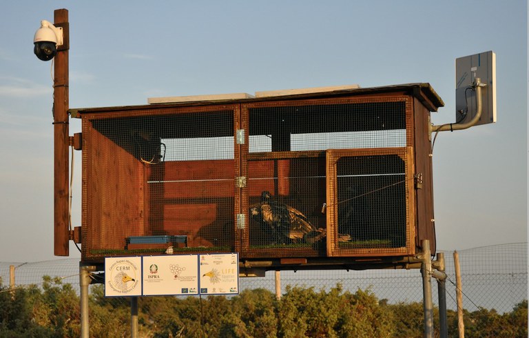 Prima della liberazione i giovani capovaccai vengono tenuti in una cassa-nido per alcuni giorni, in modo che possano familiarizzarsi al luogo di rilascio (ISPRA/A. Andreotti).