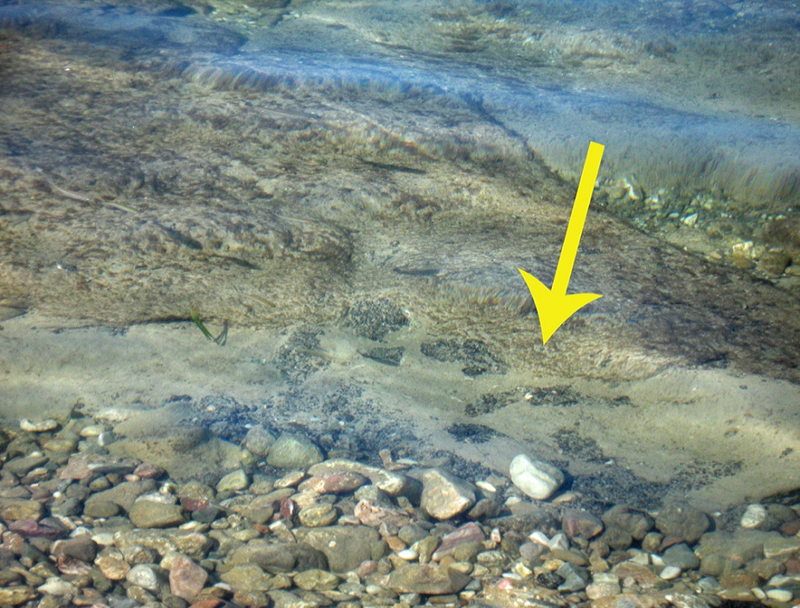 emergenzeinmare3.png emergenzeinmare3.png