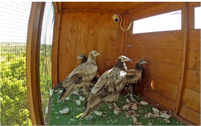 Giovani capovaccai nella cassa-nido nei giorni immediatamente precedenti al rilascio in natura (ISPRA/A. Andreotti).