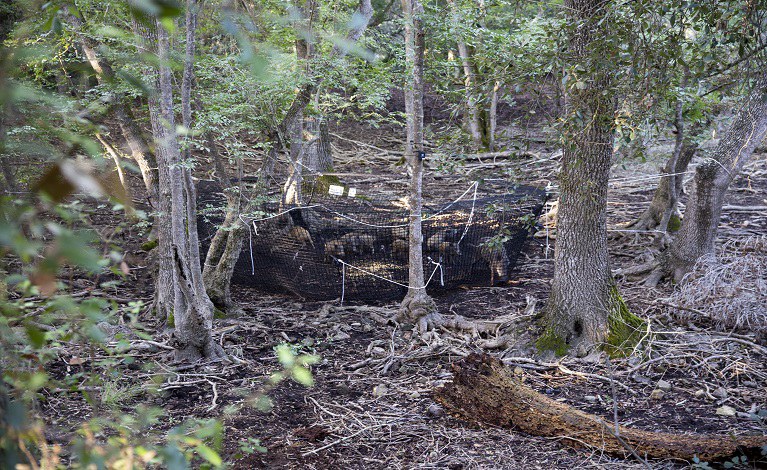 Foto: Agostino Petrone